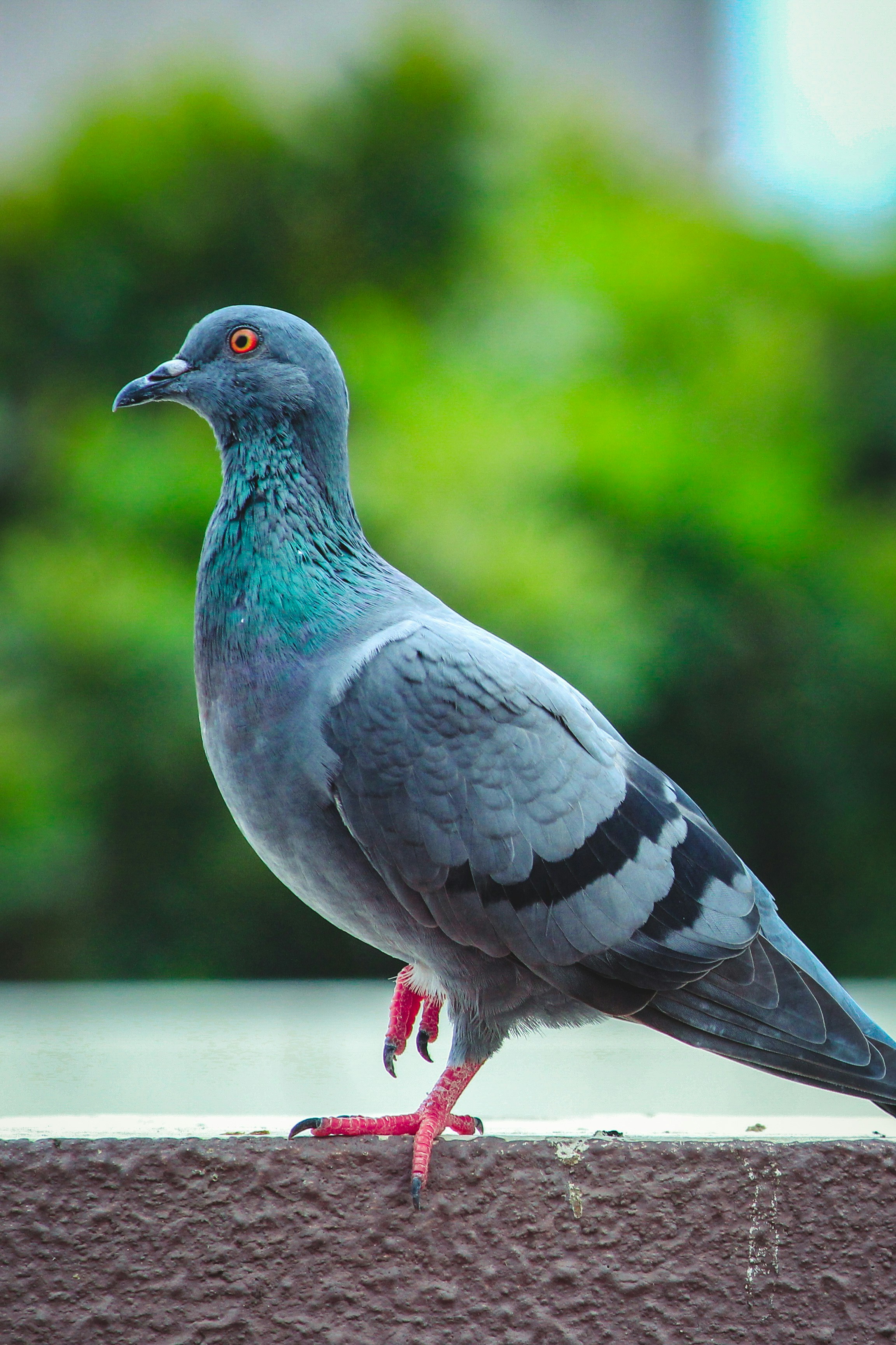Dépigeonnage